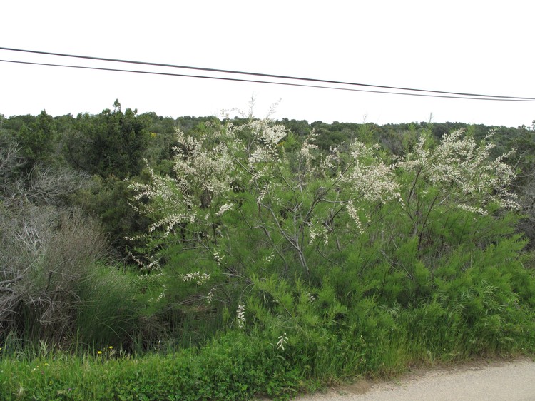 Tamarix africana